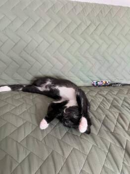 Prince and Oliver -  Tuxedo Cat for Adoption in Walnut Creek, California - Prince And Oliver | PetCurious