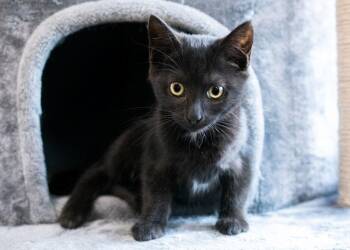 Dawn -  Domestic Short Hair Cat for Adoption in Monroe, Georgia - Dawn | PetCurious