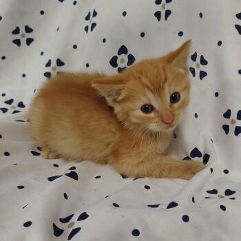 Honey Mustard -  Domestic Short Hair Cat for Adoption in Coos Bay, Oregon - Honey Mustard | PetCurious