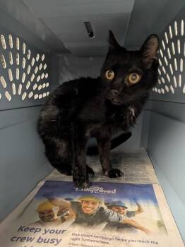 Lots More -  Domestic Short Hair Cat for Adoption in Cincinnati, Ohio - Lots More | PetCurious
