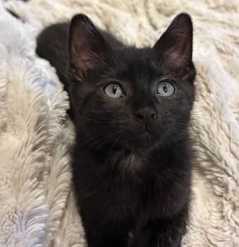 Domestic Short Hair Cats Available for Adoption in San Francisco, California - Frederick | PetCurious