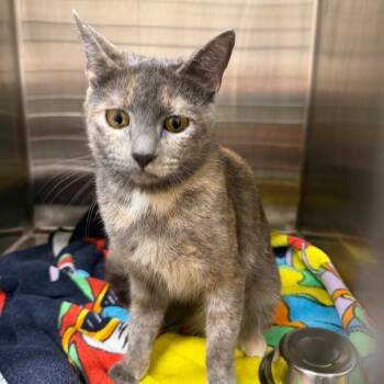 Domestic Short Hair Cats Available for Adoption in Morganton, North Carolina - Lisa | PetCurious