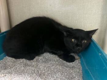 Licorice -  Domestic Short Hair Cat for Adoption in Marion, Ohio - Licorice | PetCurious