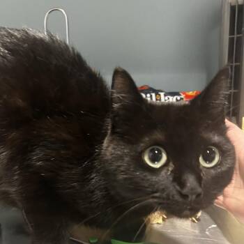 Domestic Short Hair Cats Available for Adoption in Chattanooga, Tennessee - Princess Celestia | PetCurious