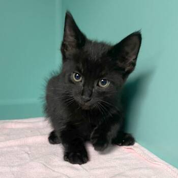 Paddington -  Domestic Short Hair Cat for Adoption in Owosso, Michigan - Paddington | PetCurious