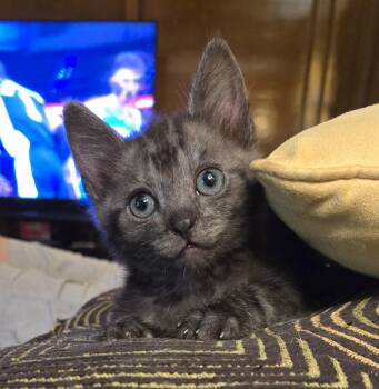 Domestic Short Hair Cats Available for Adoption in Huffman, Texas - Blu | PetCurious