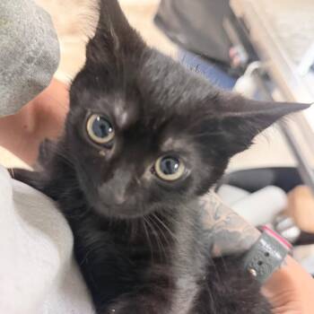 Thumper -  Domestic Short Hair Cat for Adoption in Titusville, Florida - Thumper | PetCurious