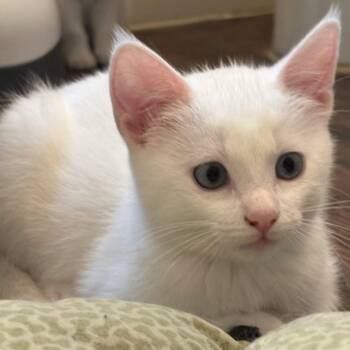 Domestic Short Hair Cats Available for Adoption in Dallas, Texas - Addy - EXT NBCR | PetCurious