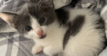 Rescue Domestic Short Hair Cats for Adoption in Lake Ronkonkoma, New York - Everest | PetCurious