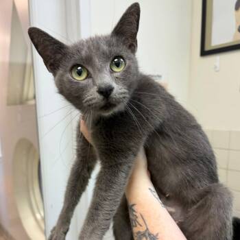 Domestic Short Hair Cats Available for Adoption in Nashville, Tennessee - Sassafras | PetCurious