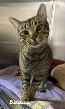 Rescue Domestic Short Hair Cats for Adoption in Elkins, West Virginia - Batman | PetCurious