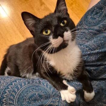 Domestic Short Hair Cats Available for Adoption in Candler, North Carolina - Echo | PetCurious