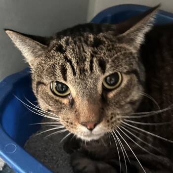 Domestic Short Hair Cats Available for Adoption - Baron | PetCurious