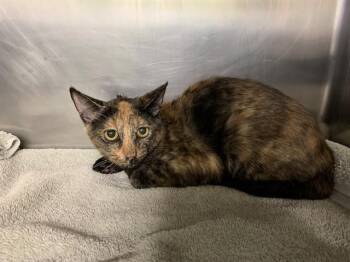 MANGO -  Domestic Short Hair Cat for Adoption in Grand Prairie, Texas - MANGO | PetCurious