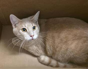 Hamilton -  Domestic Short Hair Cat for Adoption in Nashville, Tennessee - Hamilton | PetCurious
