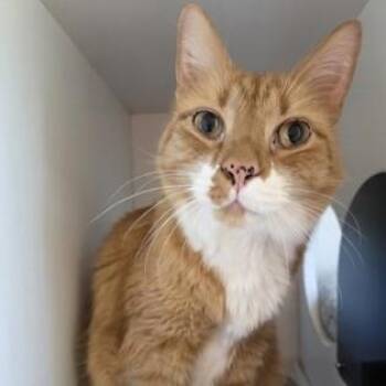 Domestic Short Hair Cats Available for Adoption in Phoenixville, Pennsylvania - Danny | PetCurious