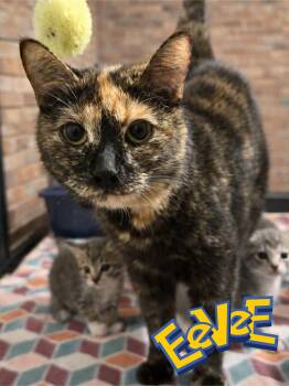 Domestic Short Hair Cats Available for Adoption in Pocatello, Idaho - Eevee | PetCurious