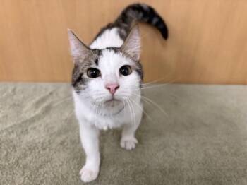 Domestic Short Hair Cats Available for Adoption - CLOUDLET | PetCurious