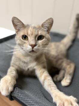Mabel -  Dilute Tortoiseshell Cat for Adoption - Mabel | PetCurious