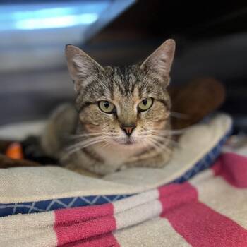 Domestic Short Hair Cats Available for Adoption in Bristol, Indiana - Alma | PetCurious