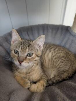 Cosmo -  Domestic Short Hair Cat for Adoption - Cosmo | PetCurious