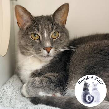 March -  Domestic Short Hair Cat for Adoption in Champaign, Illinois - March | PetCurious