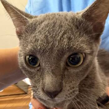 Rescue Domestic Short Hair Cats for Adoption in Midland, Texas - Chester | PetCurious
