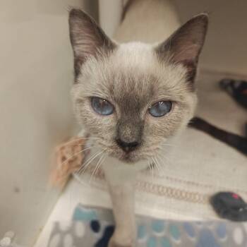 Domestic Short Hair and Siamese Cats Available for Adoption - Boop | PetCurious
