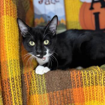 Rescue Tuxedo Cats for Adoption in Mount Vernon, Illinois - Tucker | PetCurious