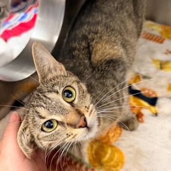 Morticia -  Domestic Short Hair Cat for Adoption in Indianapolis, Indiana - Morticia | PetCurious