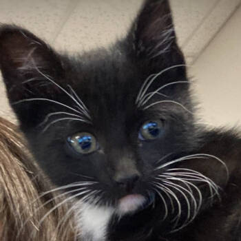 Rescue Domestic Short Hair Cats for Adoption in Grand Rapids, Minnesota - Henry | PetCurious