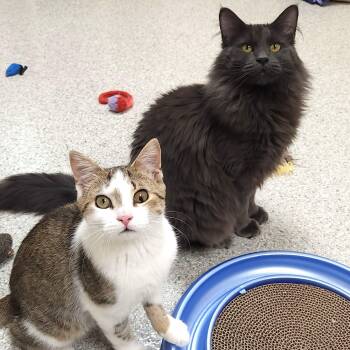 Domestic Medium Hair Cats Available for Adoption - Mike & Nacho | PetCurious