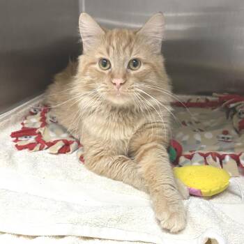 Dorado -  Domestic Medium Hair Cat for Adoption in Naperville, Illinois - Dorado | PetCurious