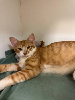 Luigi  (Harding) -  Domestic Medium Hair Cat for Adoption in Johnson City, Tennessee - Luigi  (Harding) | PetCurious
