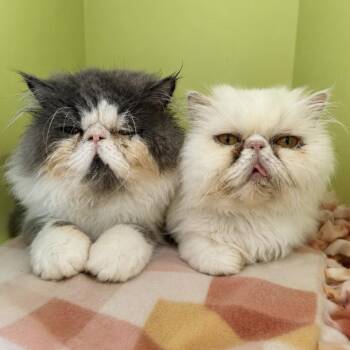 Luna and Marlow -  Persian Cat for Adoption in Pontiac, Michigan - Luna And Marlow | PetCurious