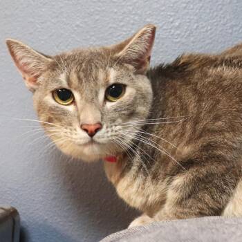 Cookie -  Domestic Short Hair Cat for Adoption in Lakeland, Florida - Cookie | PetCurious