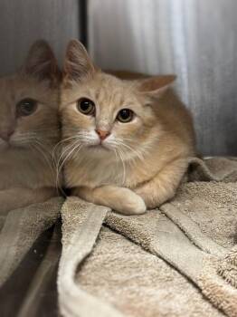 Domestic Short Hair Cats Available for Adoption in Lima, Ohio - Cassian | PetCurious