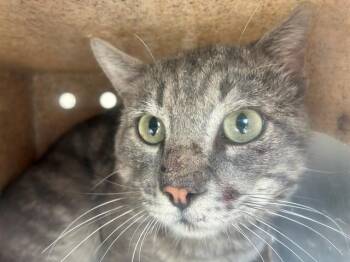 Domestic Short Hair Cats Available for Adoption in Rancho Cucamonga, California - SEBASTIAN 2 | PetCurious