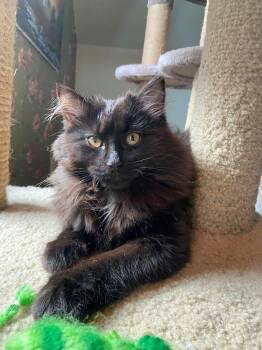 Domestic Short Hair Cats Available for Adoption in Ottawa, Ontario - Yuki | PetCurious