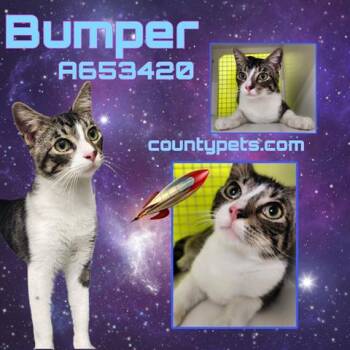 Domestic Short Hair Cats Available for Adoption in Houston, Texas - BUMPER | PetCurious