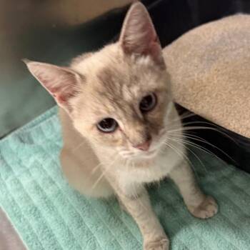 C26-091 Pearl -  Siamese Cat for Adoption - C26-091 Pearl | PetCurious