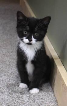 Domestic Short Hair Cats Available for Adoption in Minneapolis, Minnesota - Pansy - Pending Adoption | PetCurious