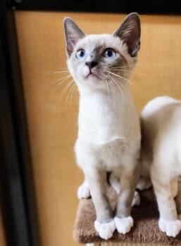 Theodore -  Siamese and Domestic Short Hair Cat for Adoption in Garland, Texas - Theodore | PetCurious