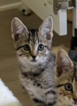 Pipa -  Domestic Short Hair Cat for Adoption in Bossier City, Louisiana - Pipa | PetCurious