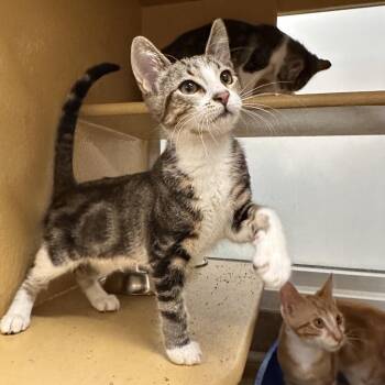 Sebastian -  Domestic Short Hair Cat for Adoption in Spokane, Washington - Sebastian | PetCurious