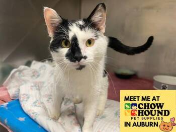 CLETUS -  Domestic Short Hair Cat for Adoption in Fort Wayne, Indiana - CLETUS | PetCurious