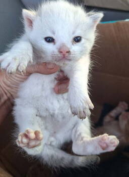 Rescue Domestic Short Hair Cats for Adoption in Tulare, California - D M X | PetCurious