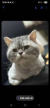 Rescue Domestic Long Hair Cats for Adoption in Snow Hill, Maryland - Gimmy | PetCurious