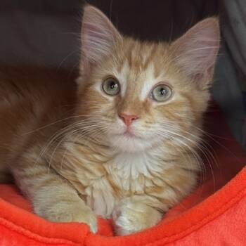 Rescue Domestic Medium Hair and Domestic Short Hair Cats for Adoption in Seneca, South Carolina - Sunshine $125 | PetCurious