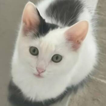 Baulder -  Domestic Short Hair Cat for Adoption in Warr Acres, Oklahoma - Baulder | PetCurious